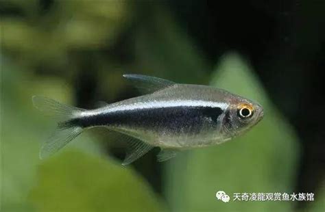 燈魚種類|魚類圖鑑：常見的100種燈科魚（上）